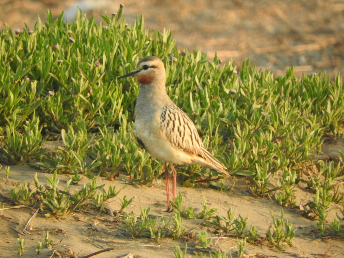 ノドアカコバシチドリ - ML644626216