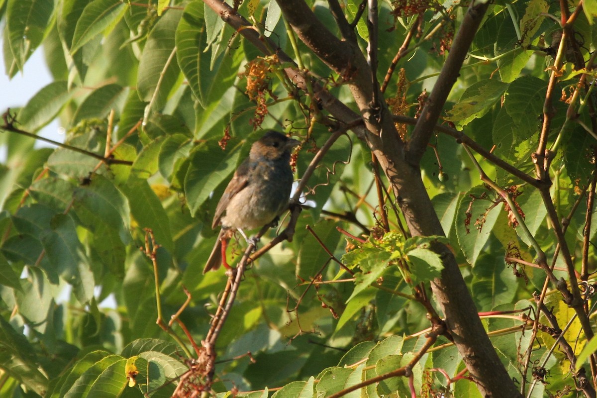 indigospurv - ML644626235