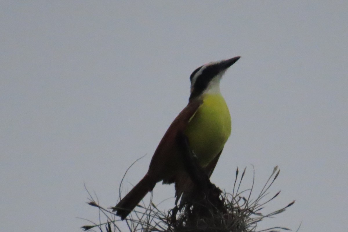 Boat-billed Flycatcher - ML644626242