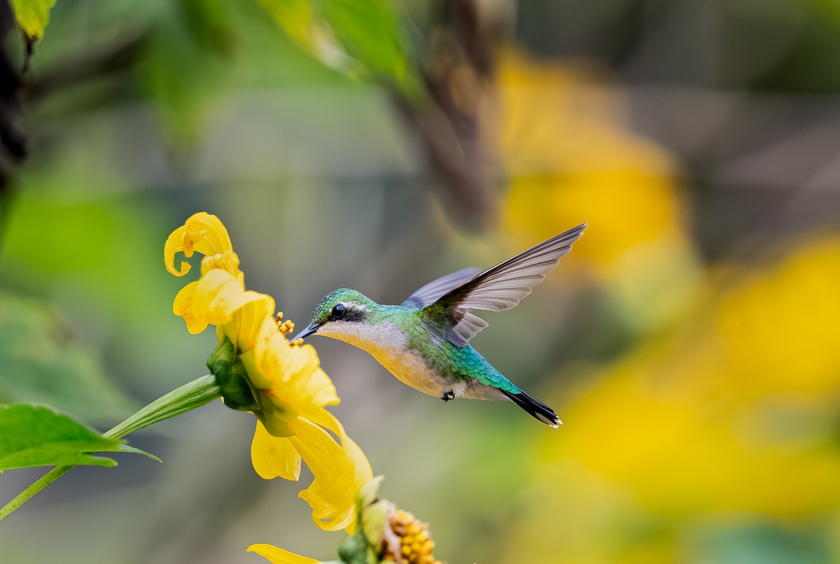 Garden Emerald - ML644626248