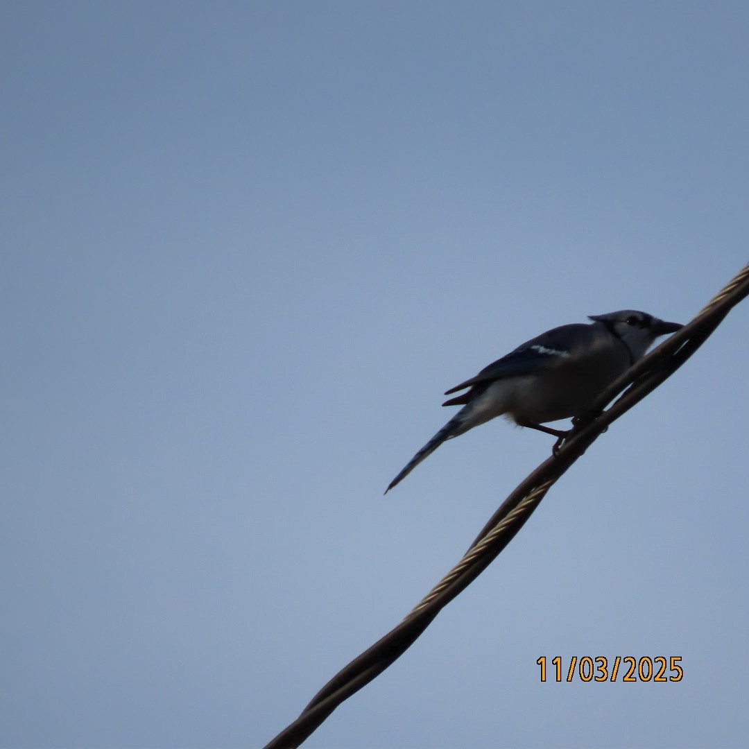 Geai bleu - ML644626251