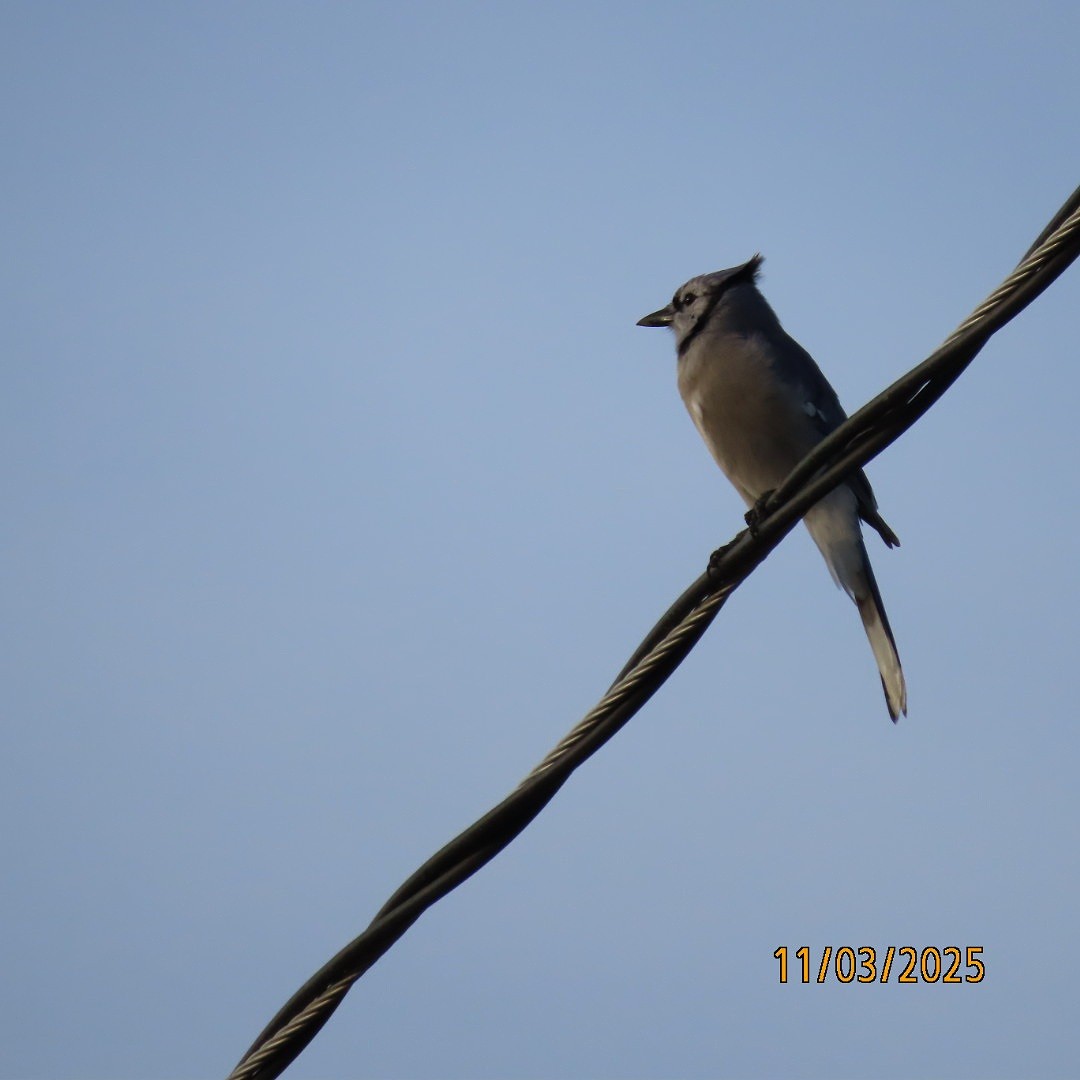 Geai bleu - ML644626252