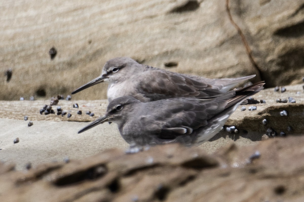 Цэлдэн хөгчүү - ML644626253