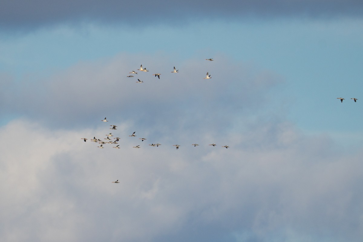 Длинноносый крохаль - ML644626262