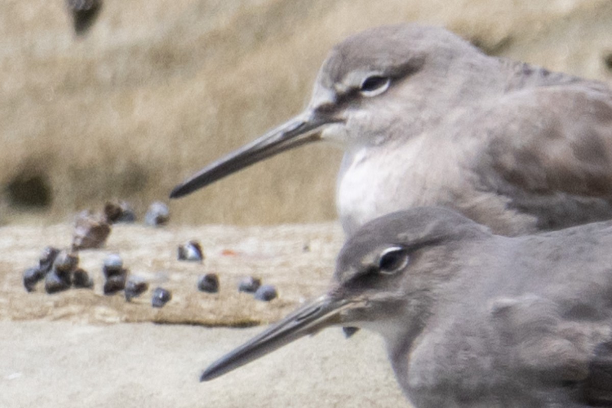 Цэлдэн хөгчүү - ML644626263