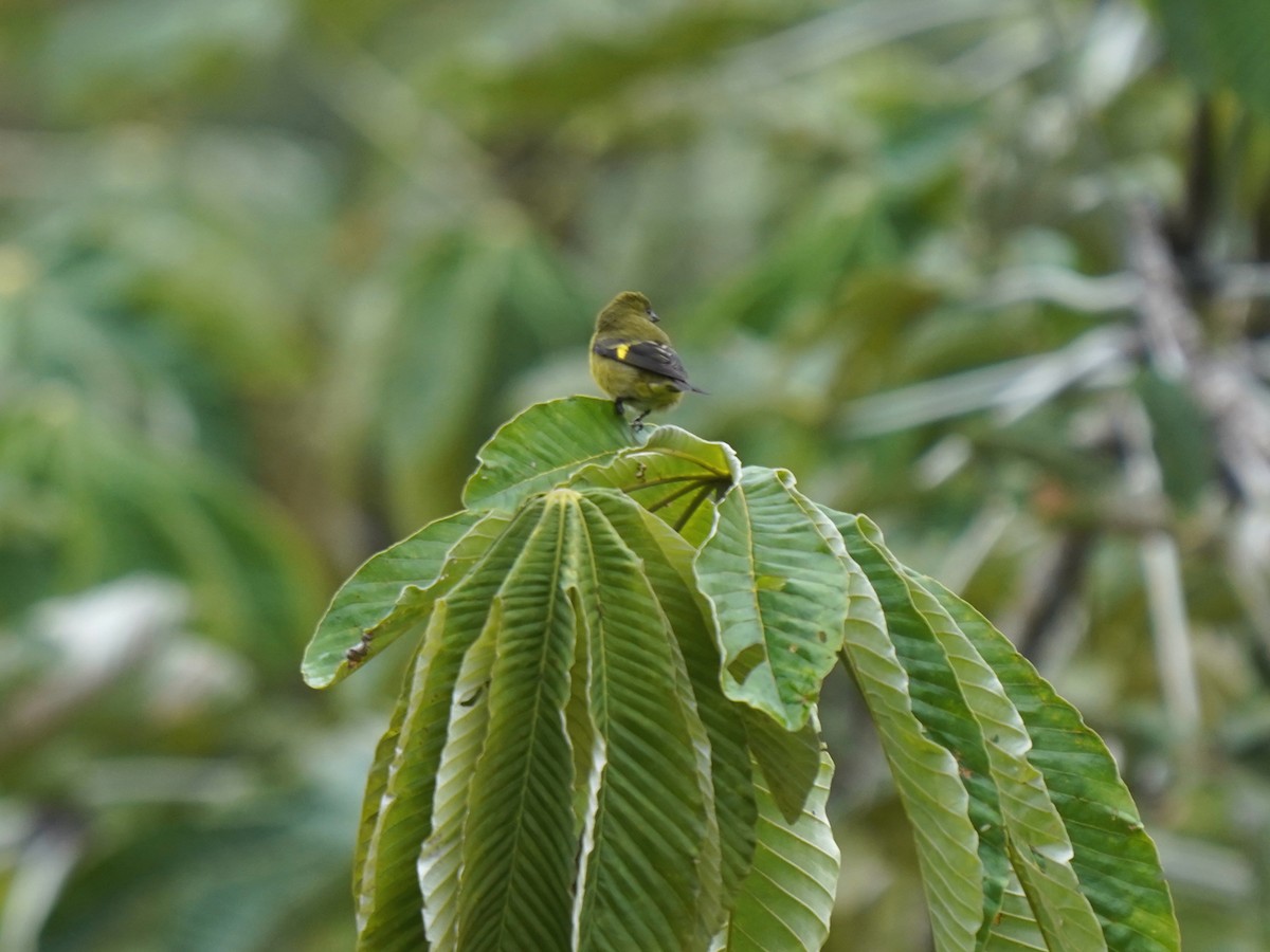 Yellow-bellied Siskin - ML644626265