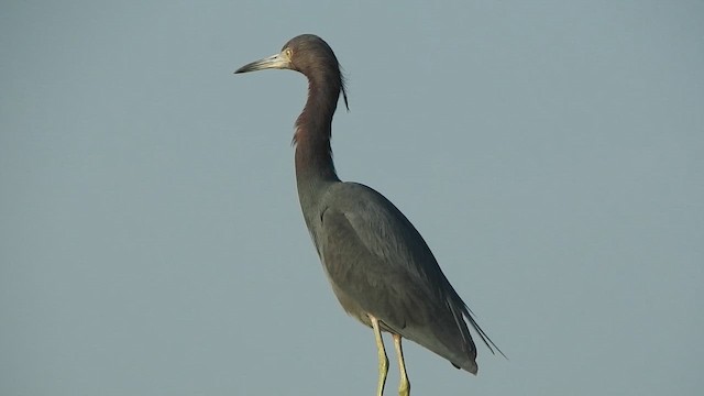 Little Blue Heron - ML644626276
