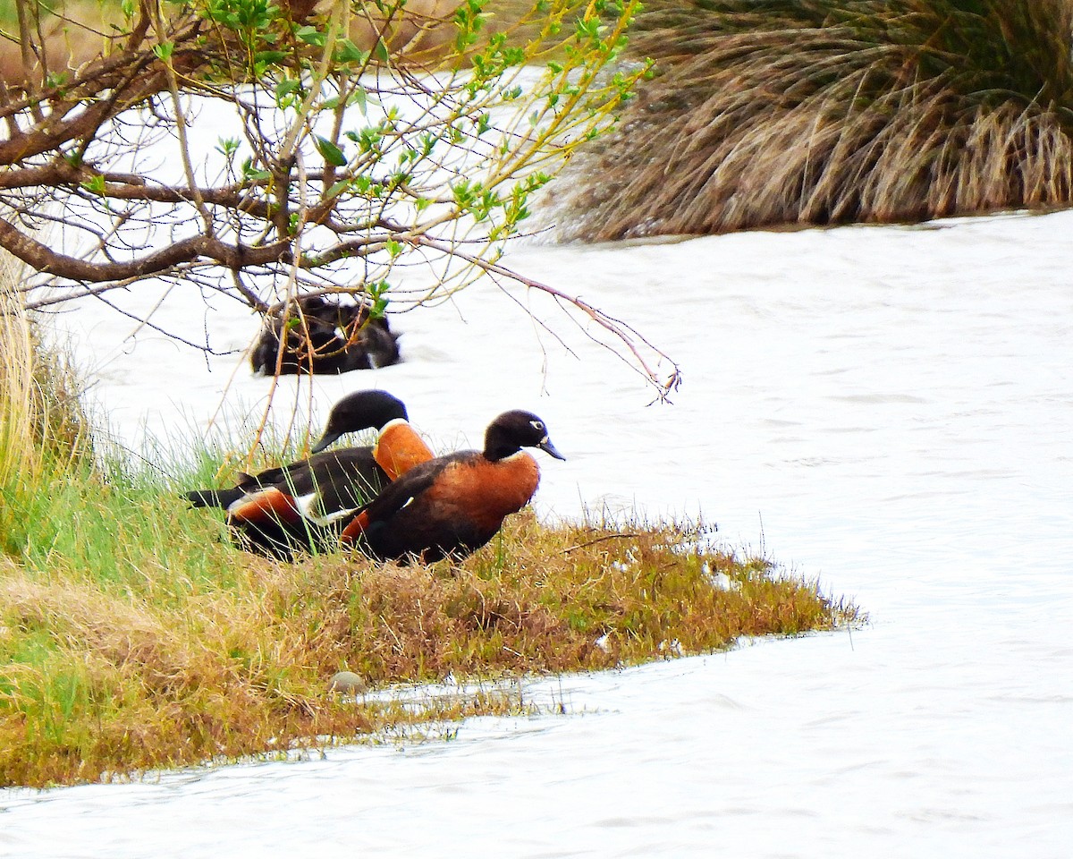 Галагаз австралійський - ML644626285