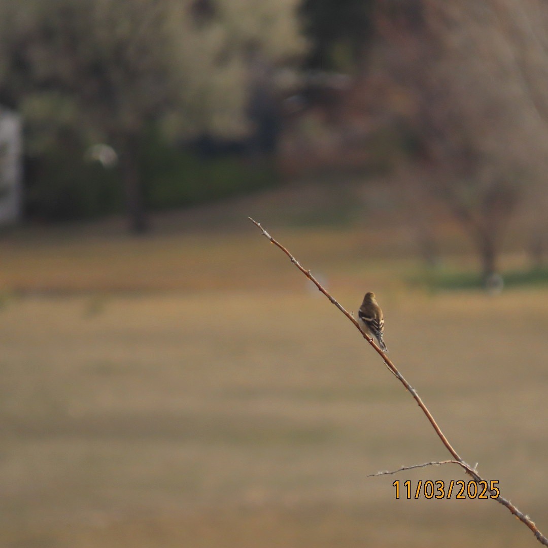 čížek žlutý - ML644626295