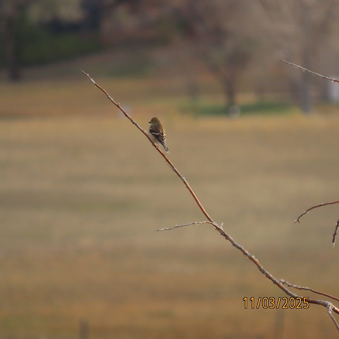 čížek žlutý - ML644626296