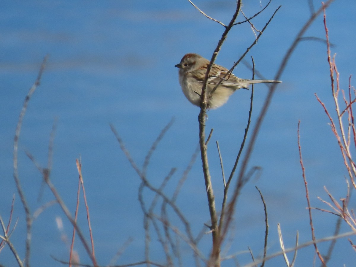 ムナフヒメドリ - ML644626310