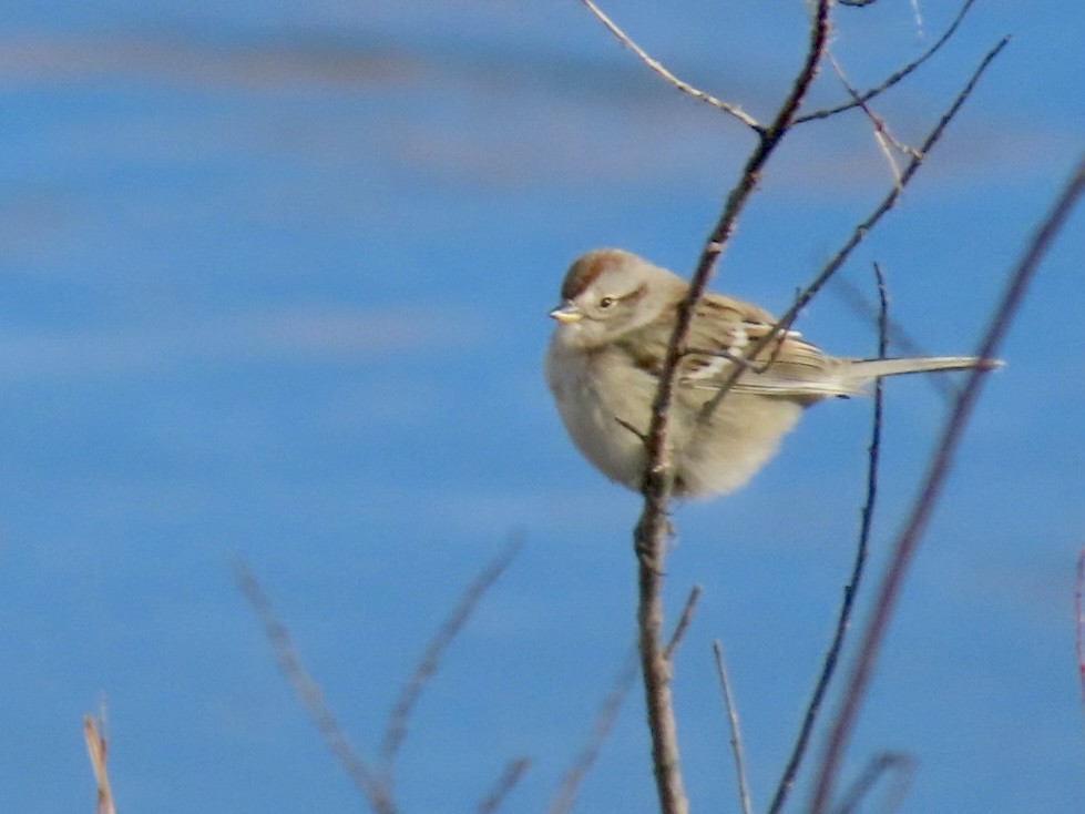 ムナフヒメドリ - ML644626311