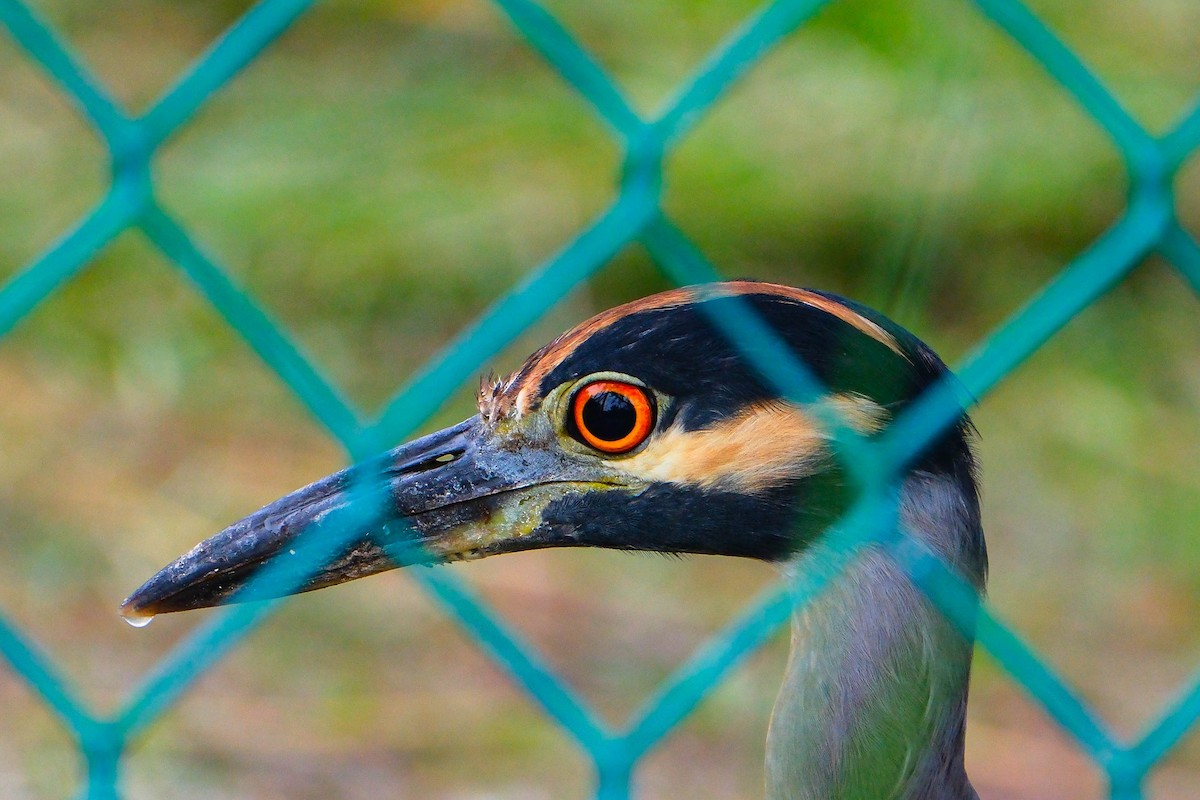 אנפת לילה צהובת-כיפה - ML644626316