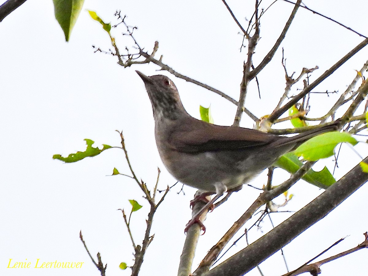 Pale-breasted Thrush - ML644626318