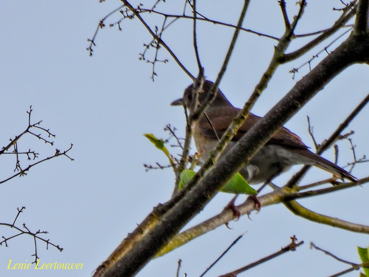 Pale-breasted Thrush - ML644626319