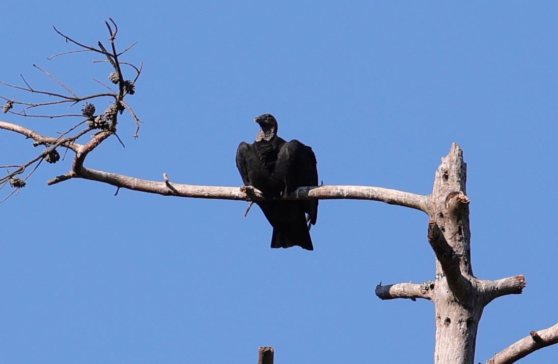 Black Vulture - ML644626321