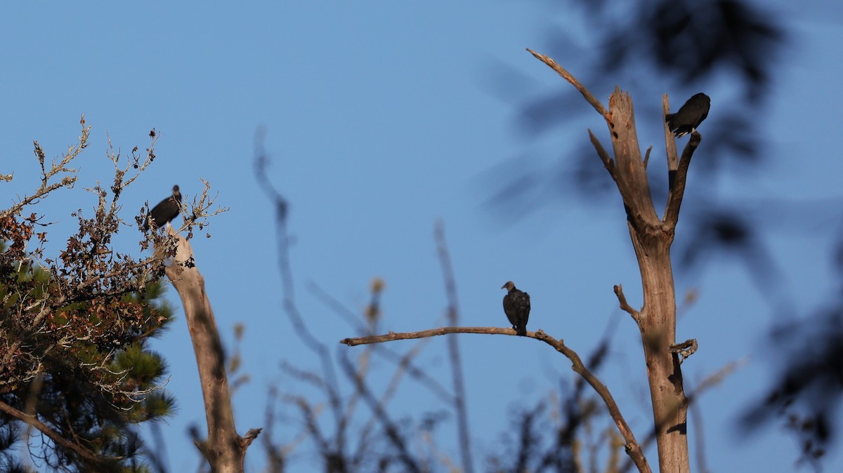 Black Vulture - ML644626322