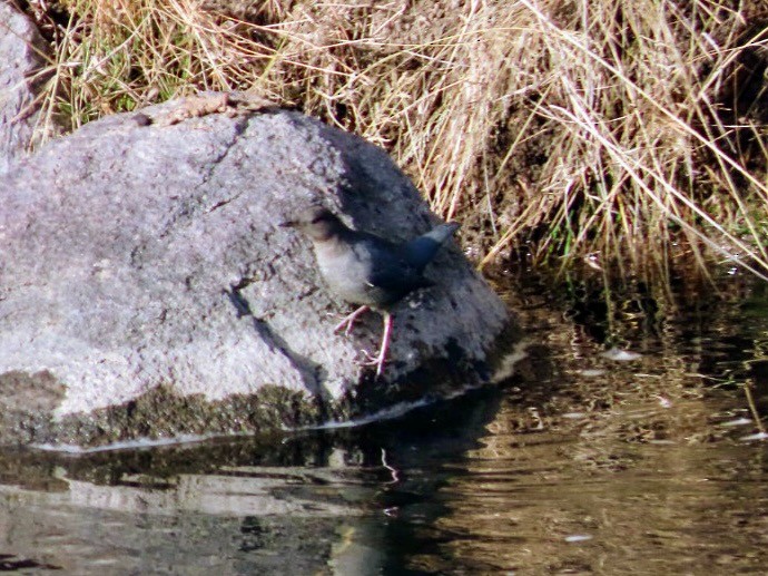 Ur-zozo iparramerikarra - ML644626324