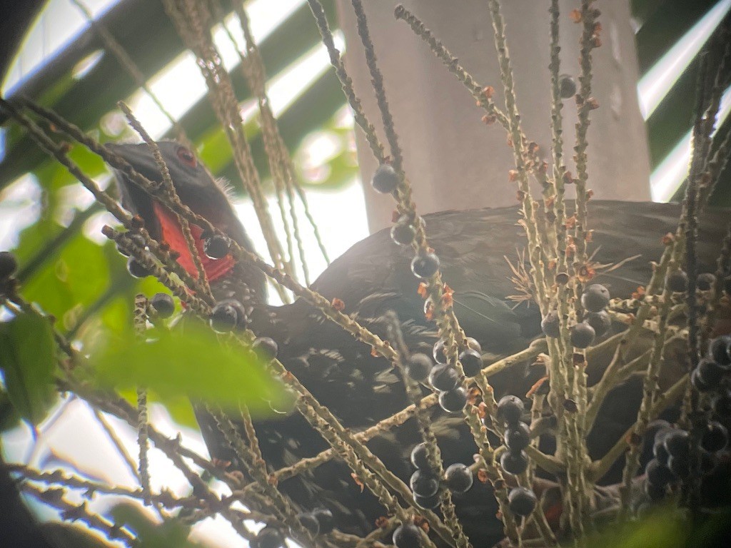 Crested Guan - ML644626326