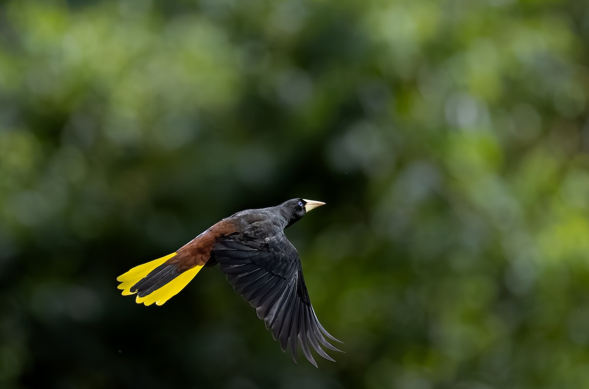 Crested Oropendola - ML644626330