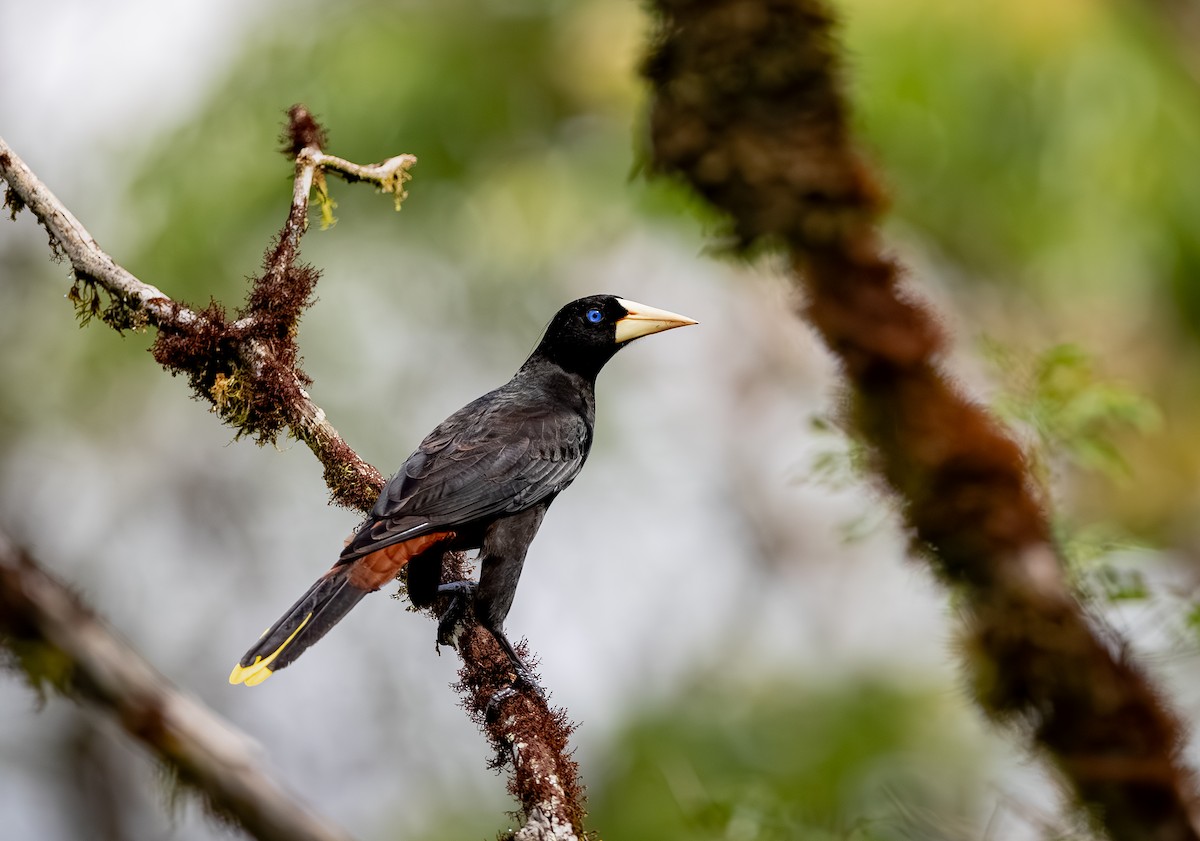Crested Oropendola - ML644626331