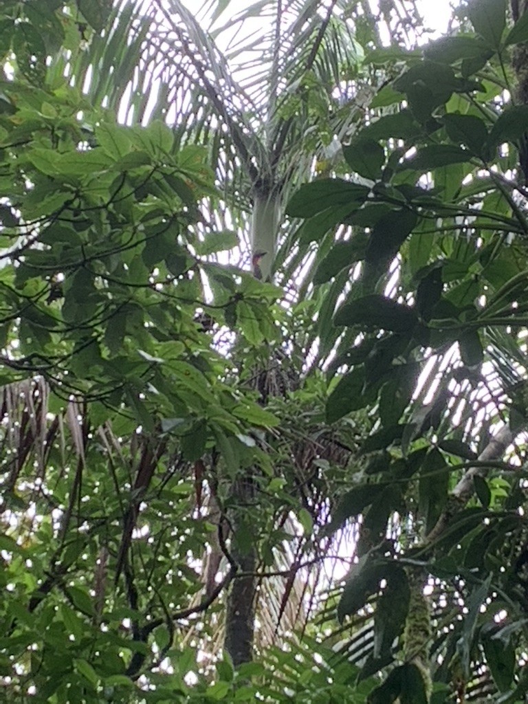 Crested Guan - ML644626334