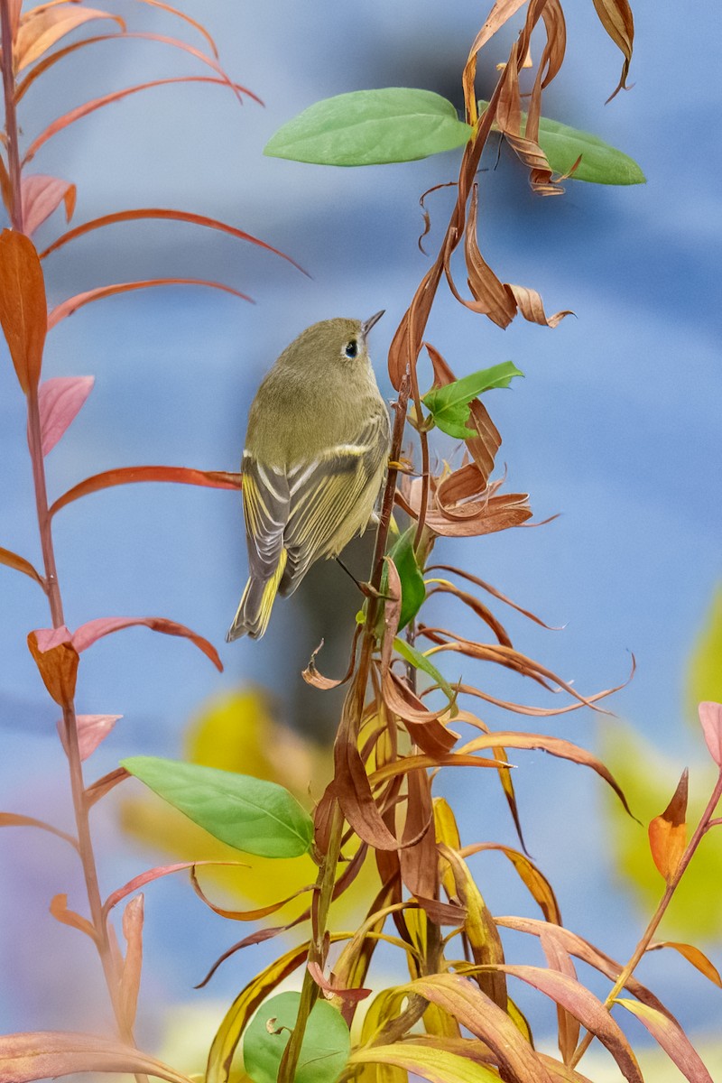 králíček americký - ML644626339