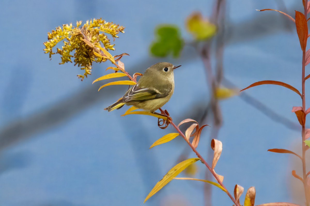 králíček americký - ML644626340