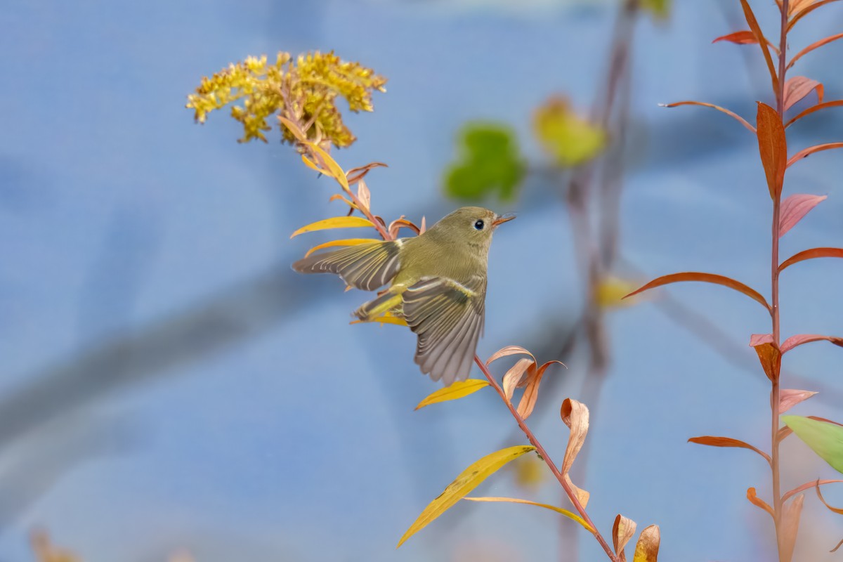 králíček americký - ML644626343