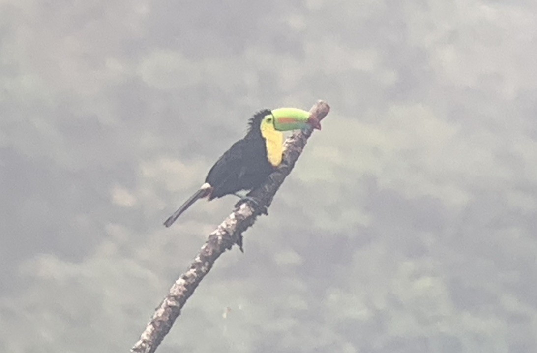 Keel-billed Toucan - ML644626347