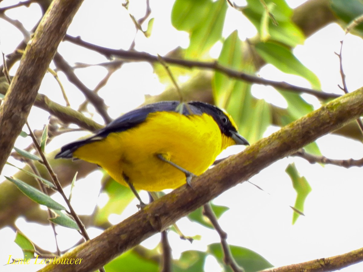 Thick-billed Euphonia - ML644626348