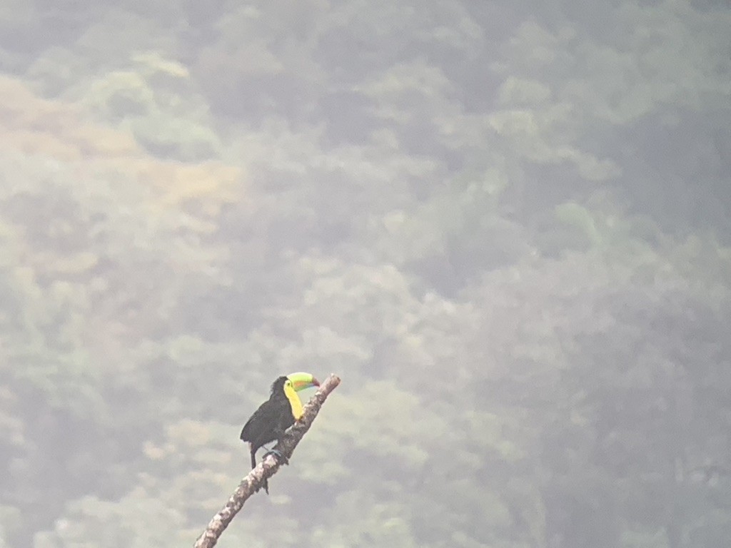 Keel-billed Toucan - ML644626351