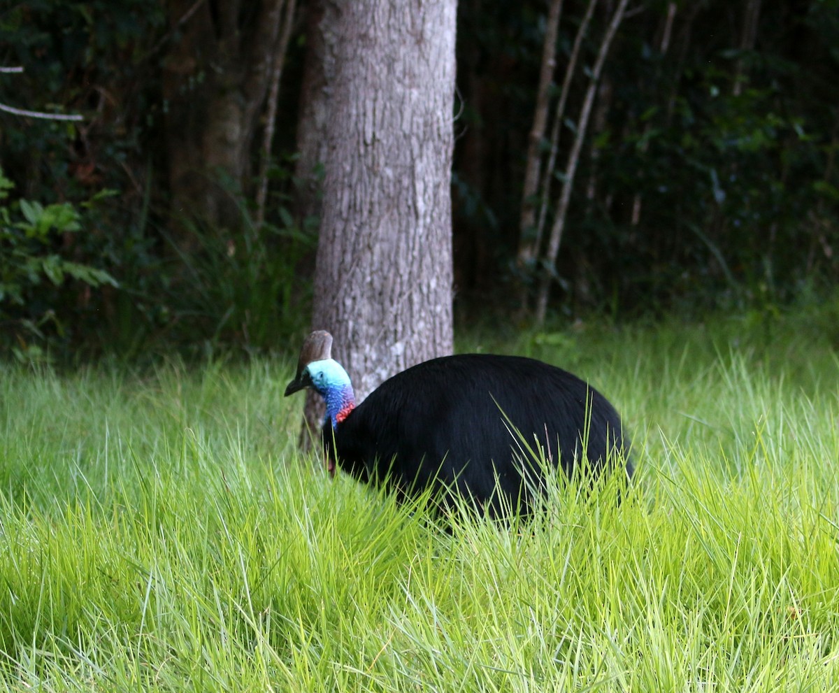Southern Cassowary - ML644626355