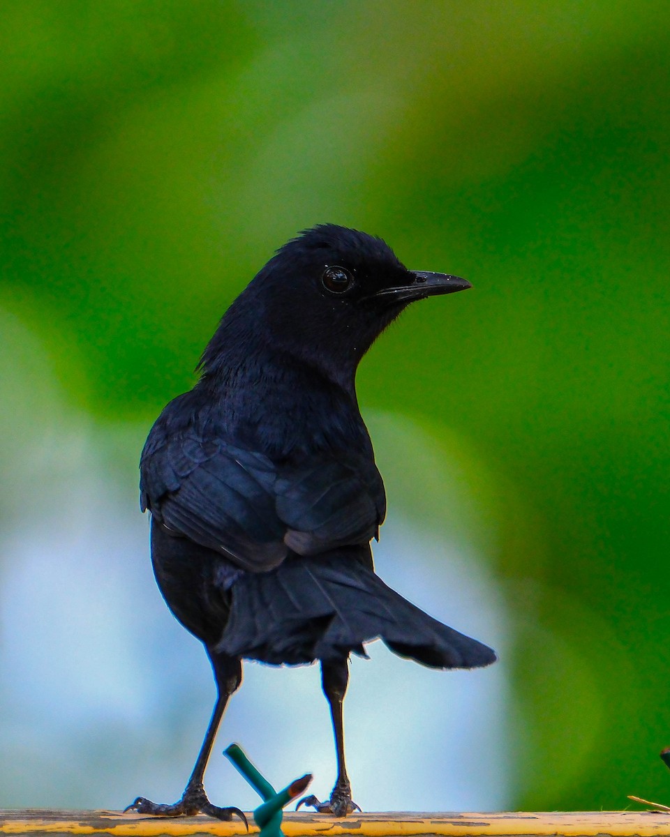 Black Catbird - ML644626357