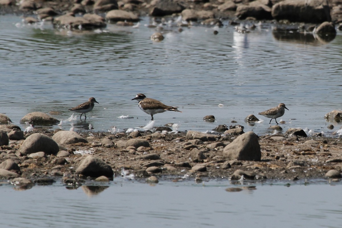 sandsnipe - ML644626361