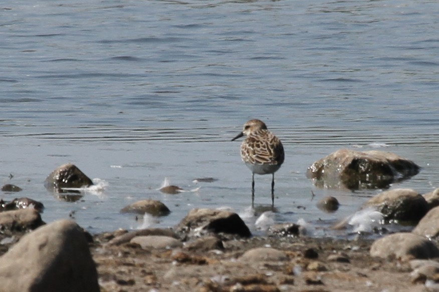 sandsnipe - ML644626362