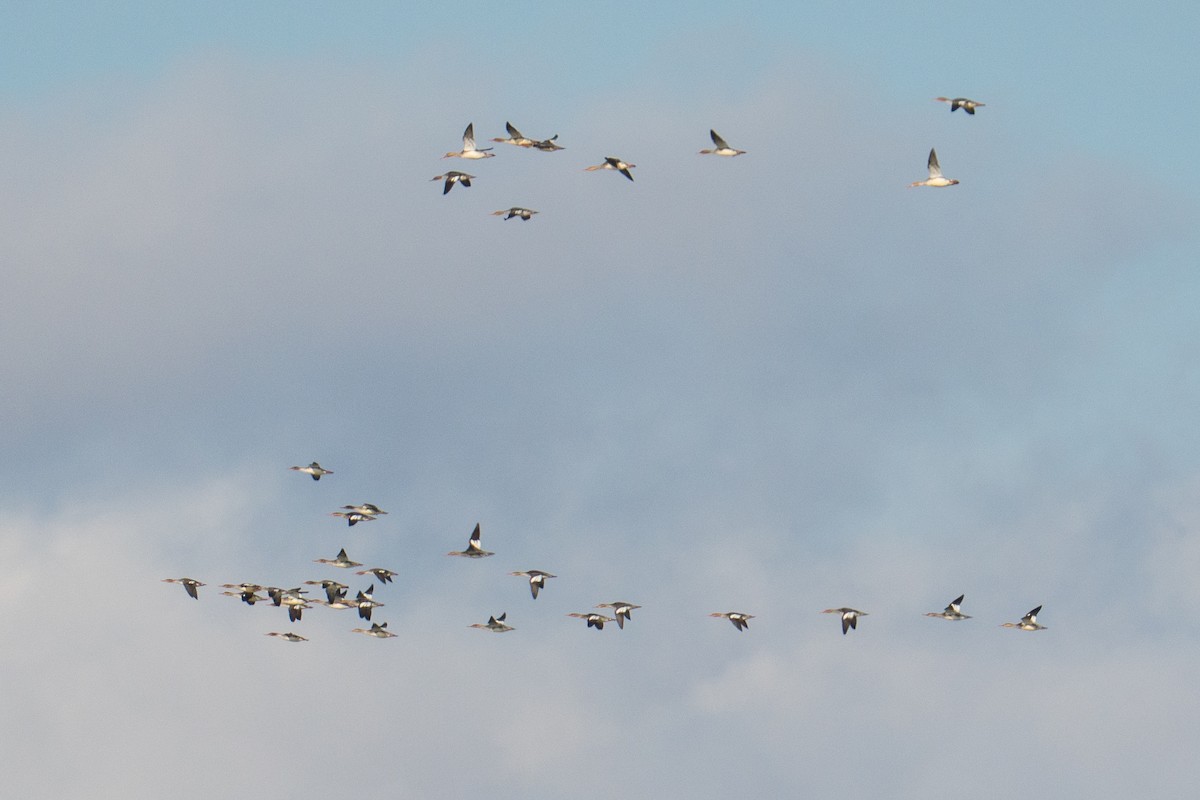 Длинноносый крохаль - ML644626363