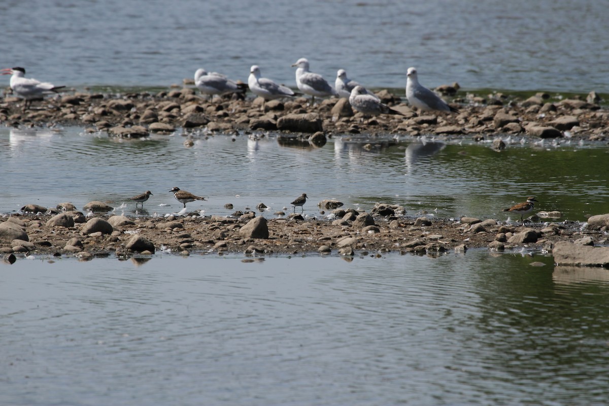 sandsnipe - ML644626364