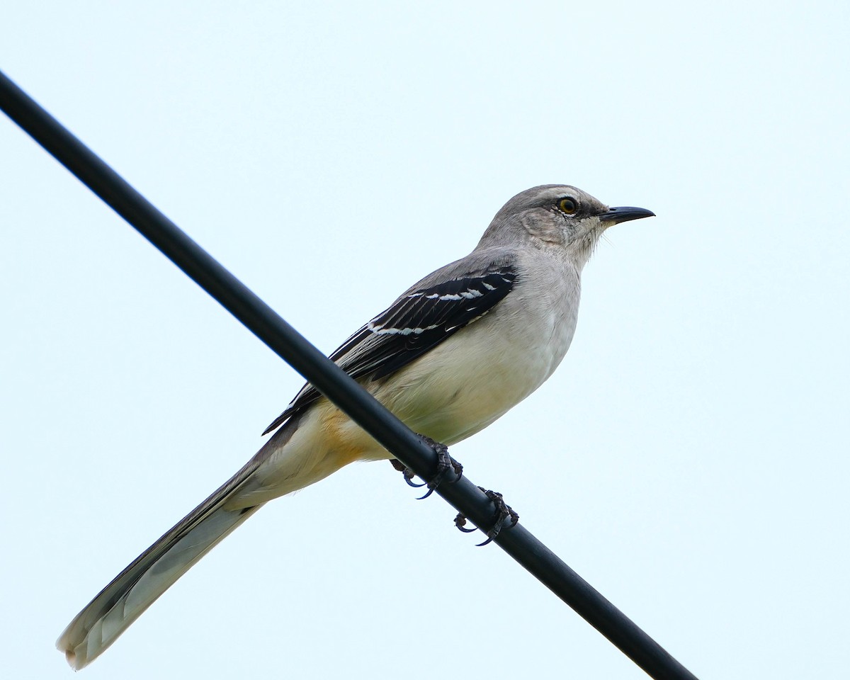 Tropical Mockingbird - ML644626366