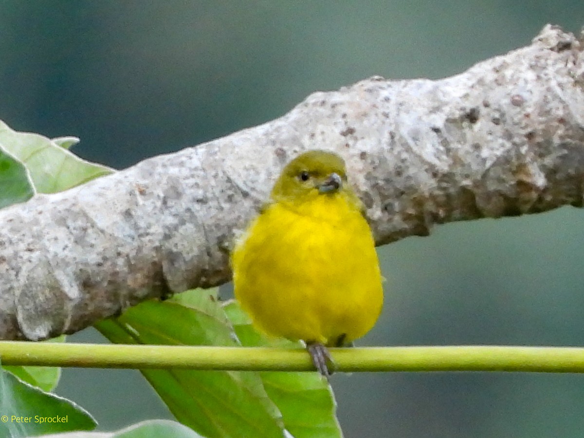 Thick-billed Euphonia - ML644626370