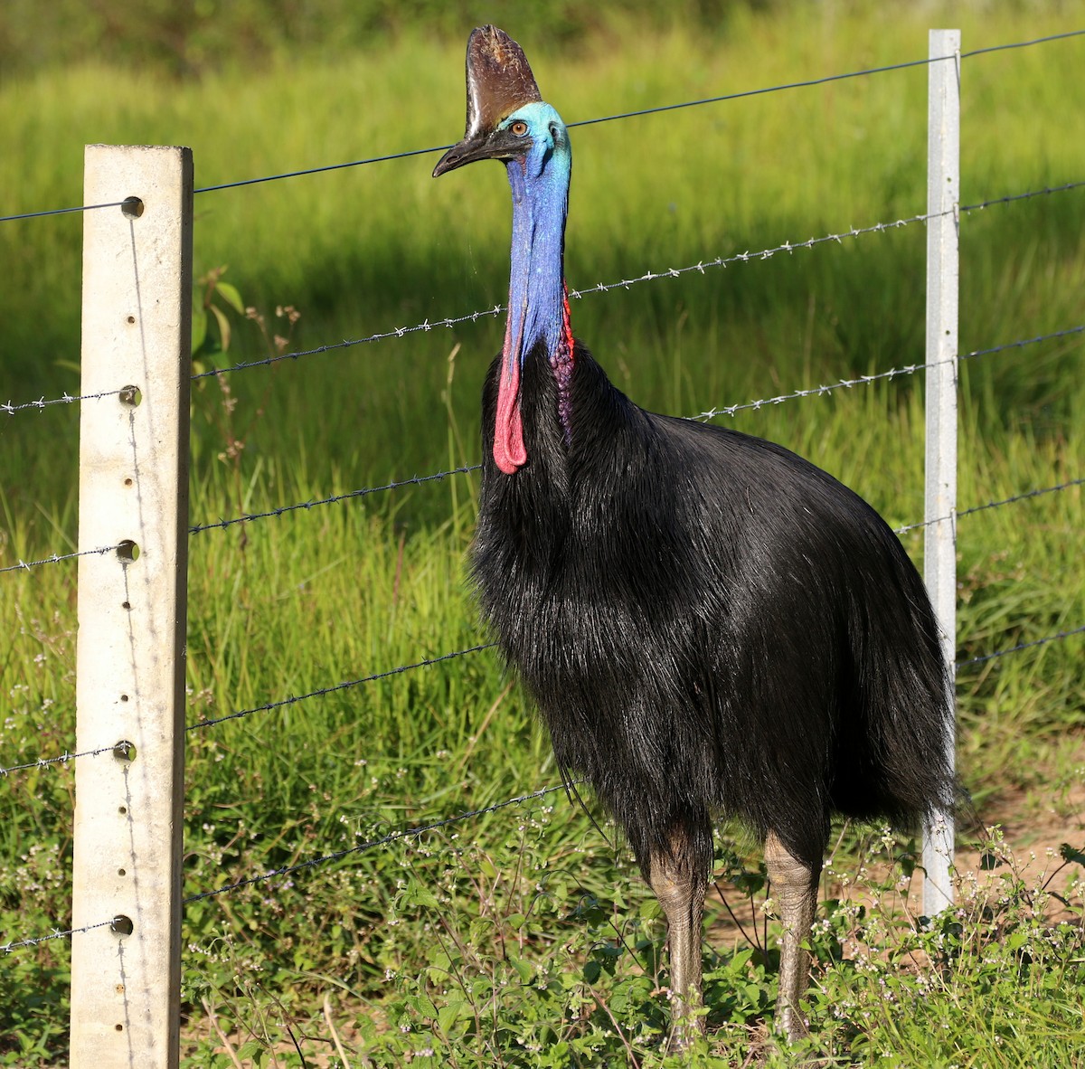 Southern Cassowary - ML644626391