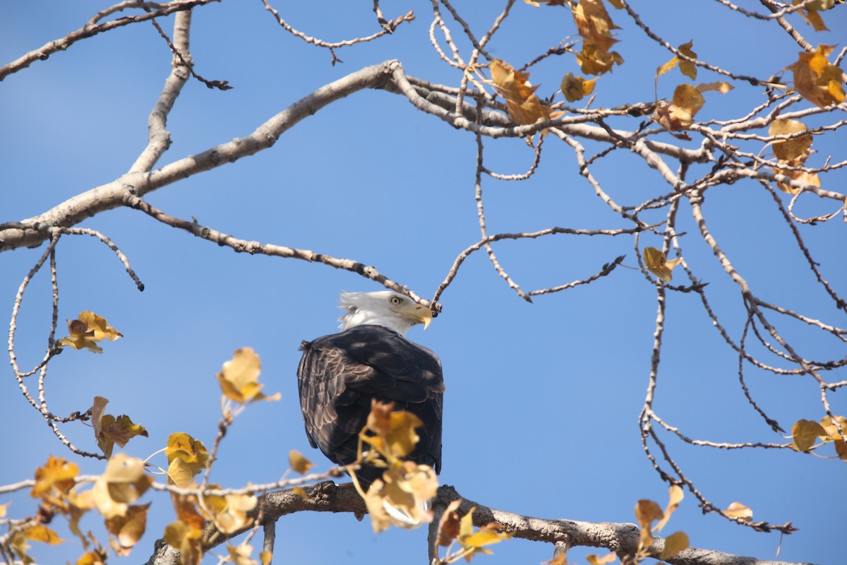 Bald Eagle - ML644626392