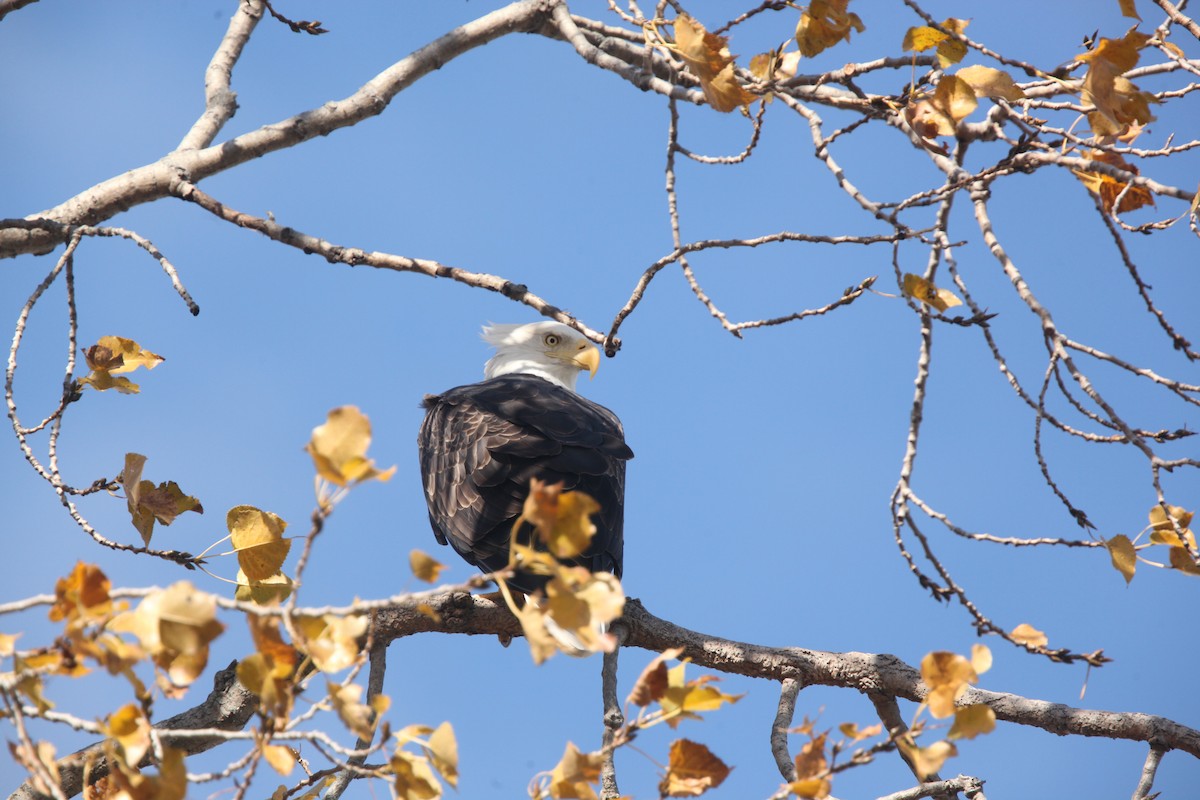 Bald Eagle - ML644626393