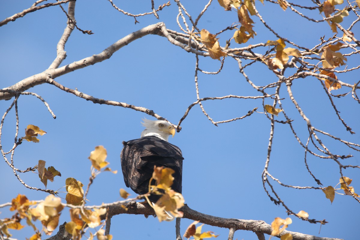 Bald Eagle - ML644626394