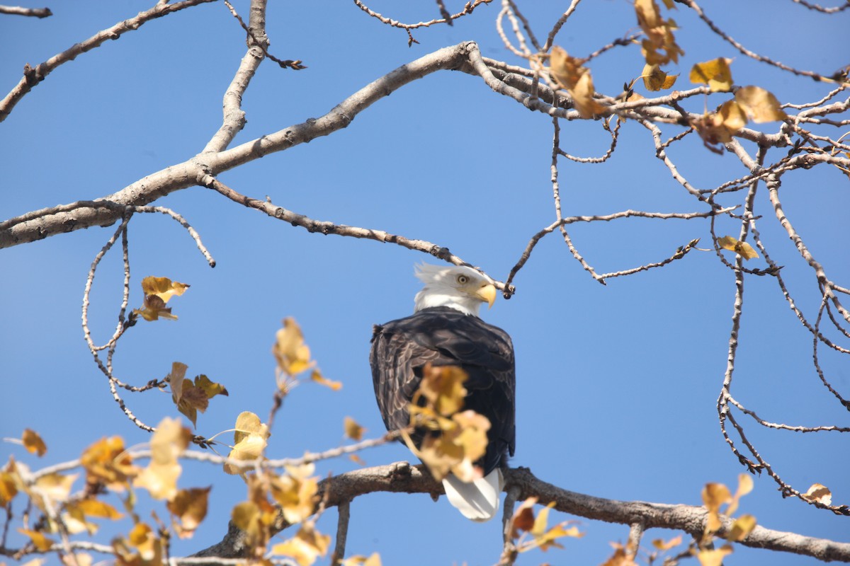 Bald Eagle - ML644626395