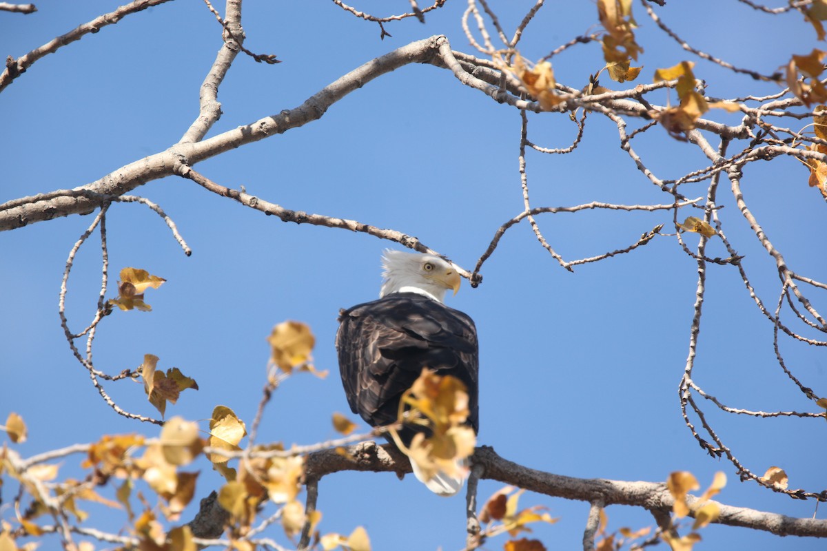 Bald Eagle - ML644626396