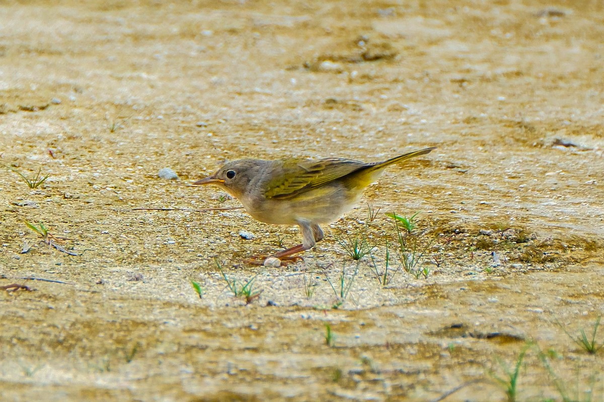 Common Yellowthroat - ML644626398