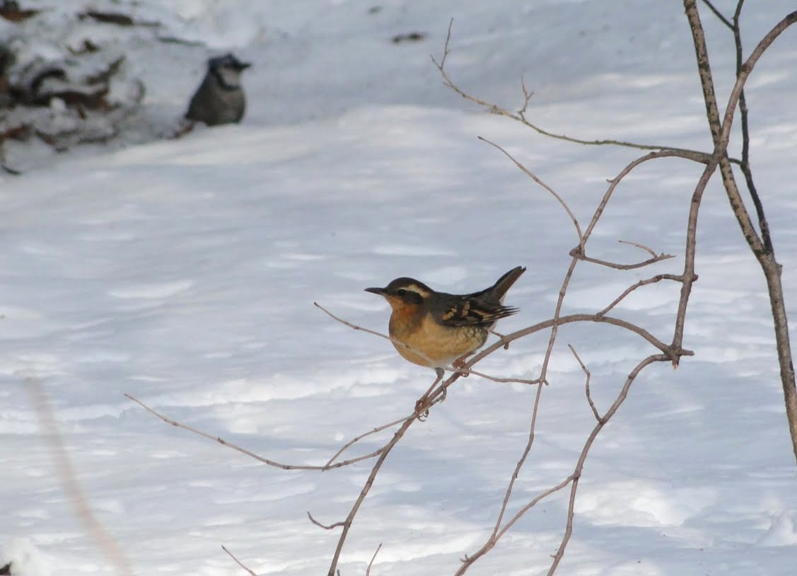 Varied Thrush - ML644626401