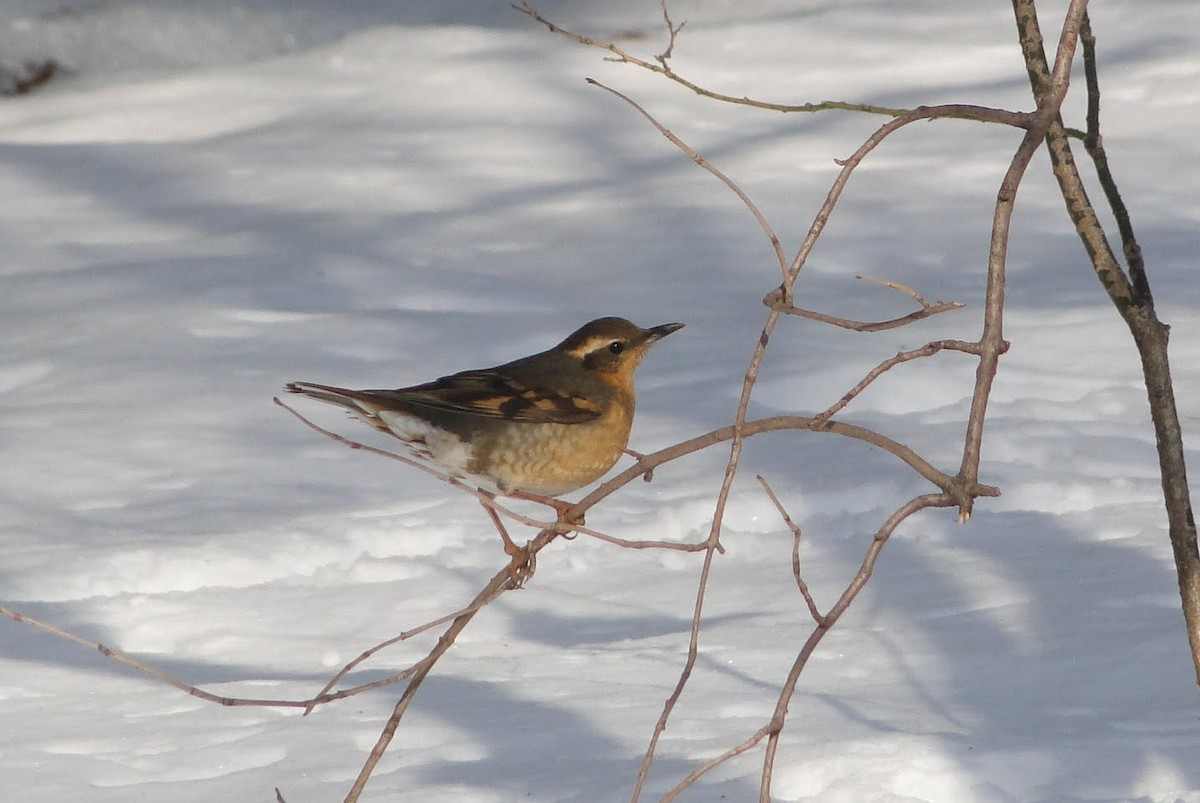 Varied Thrush - ML644626402