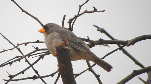 Cinereous Finch - ML644626407